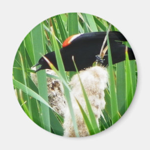 Red Winged Black Bird Magnet