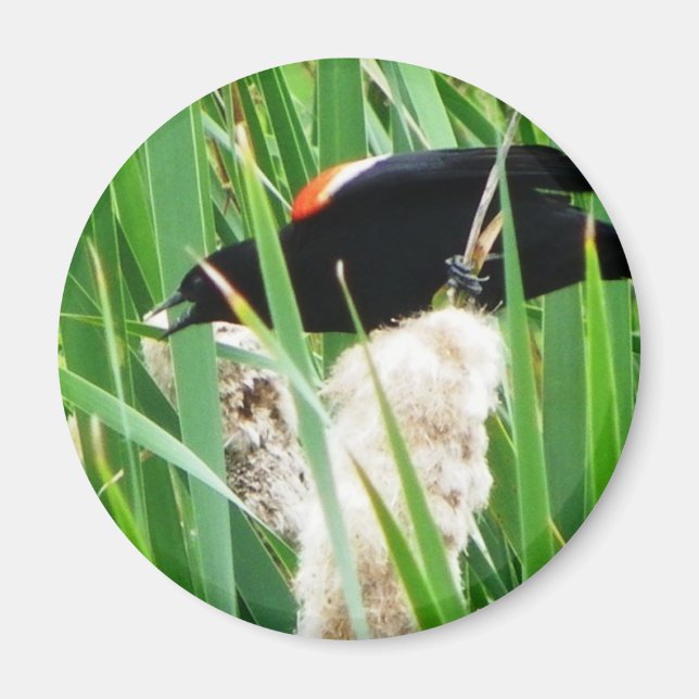 Red Winged Black Bird Magnet (Front)