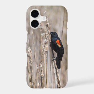 Red Winged Blackbird