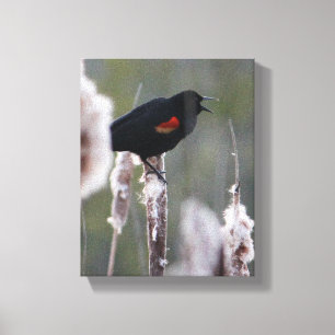 Red-winged Blackbird (Agelaius phoeniceus) Canvas Print