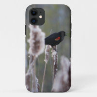 Red-winged Blackbird (Agelaius phoeniceus)