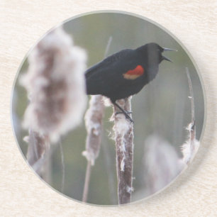 Red-winged Blackbird (Agelaius phoeniceus) Coaster
