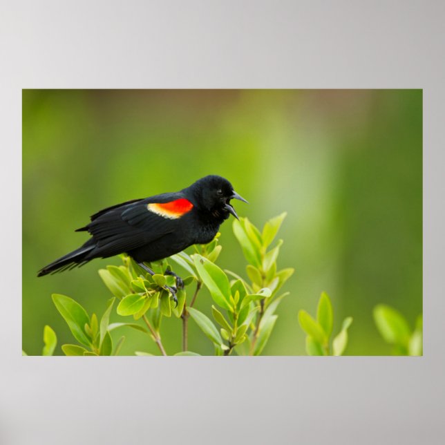 Red-Winged Blackbird (Agelaius Phoeniceus) Male Poster (Front)