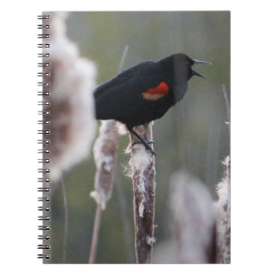 Red-winged Blackbird (Agelaius phoeniceus) Notebook
