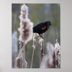 Red-winged Blackbird (Agelaius phoeniceus) Poster