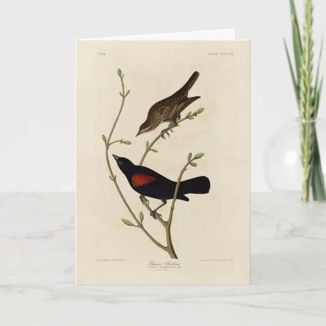 Red-winged Blackbird - Audubon's Birds of America Card (Front)