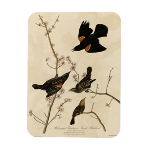 Red winged Blackbird - Audubon's Birds of America Magnet