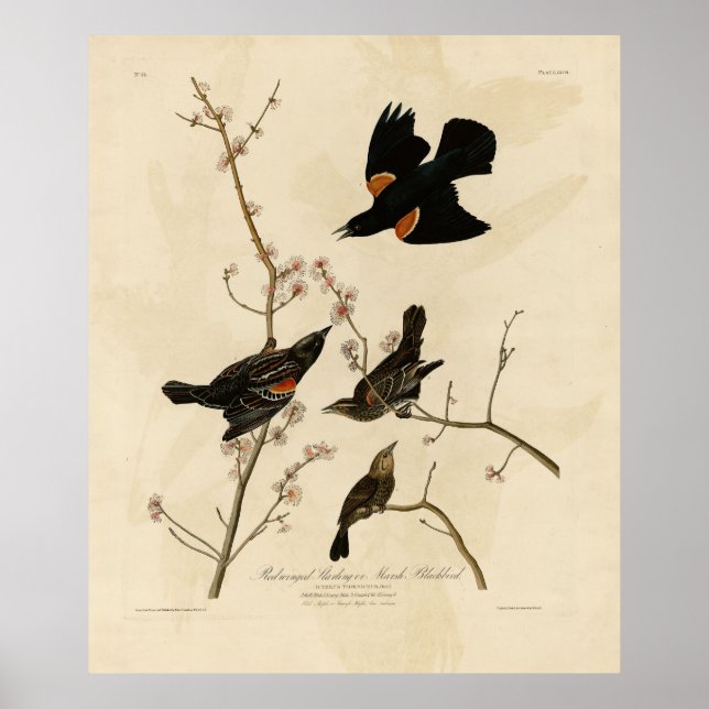 Red winged Blackbird - Audubon's Birds of America Poster (Front)
