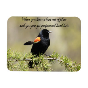 Red Winged BlackBird -Bad hair day text Magnet