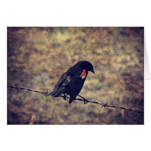 Red Winged Blackbird Blank Inside Greeting Card