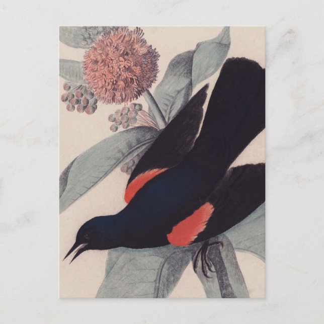 Red winged blackbird by John James Audubon Postcard (Front)