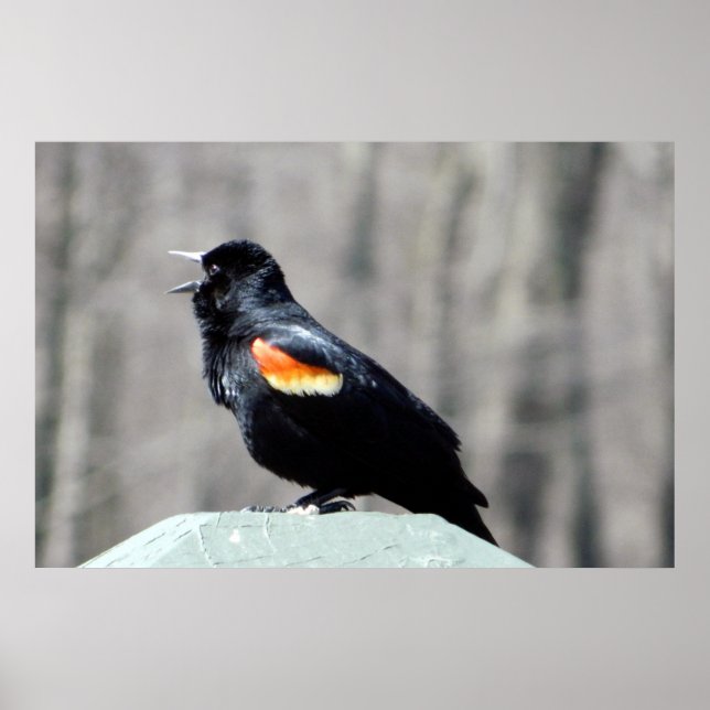 Red Winged Blackbird Call to Spring Poster (Front)