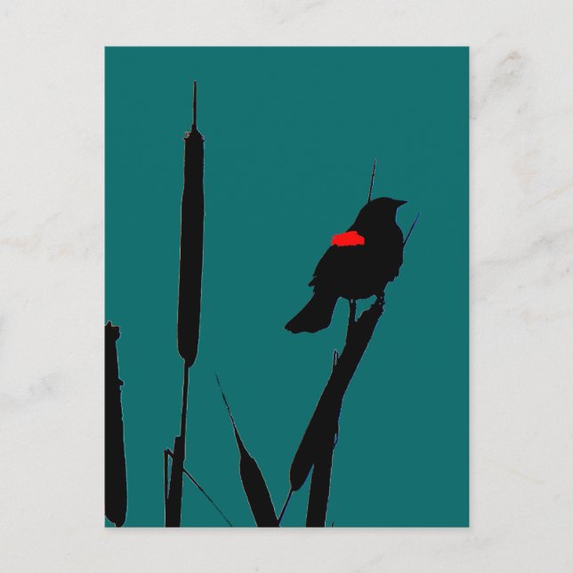 Red-winged Blackbird &Cat-tails Postcard (Front)
