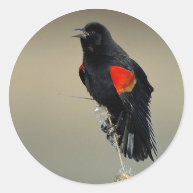Red-winged Blackbird Classic Round Sticker (Front)