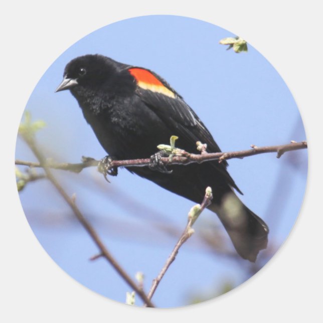 Red-winged Blackbird Classic Round Sticker (Front)
