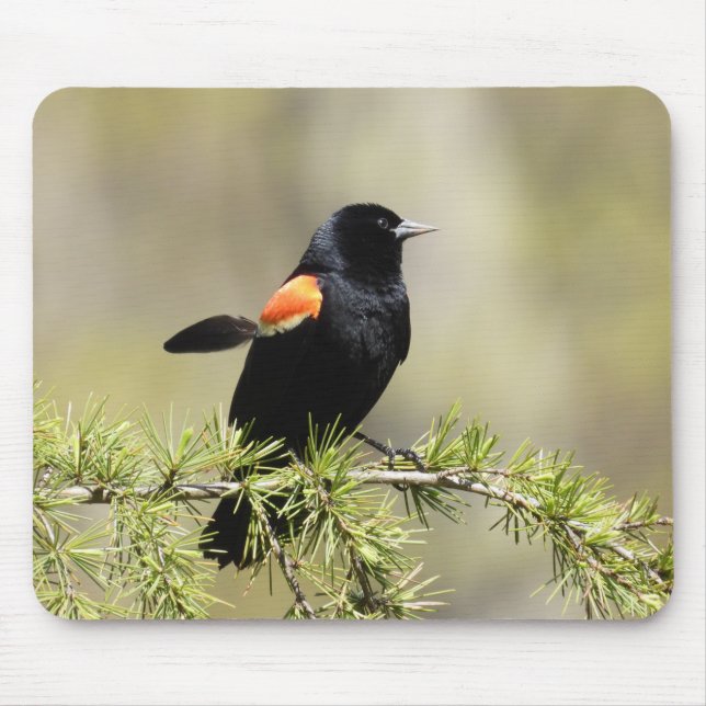 Red Winged Blackbird -feather out of place Mouse Mat (Front)