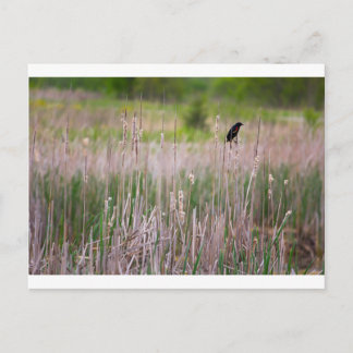 Red-winged Blackbird, Glacier Ridge Metropark Postcard