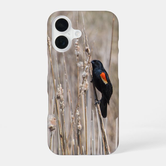 Red-winged Blackbird iPhone 16 Case (Back)