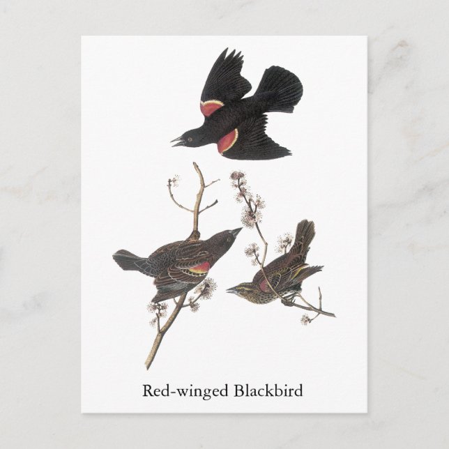 Red-Winged Blackbird, John Audubon Postcard (Front)