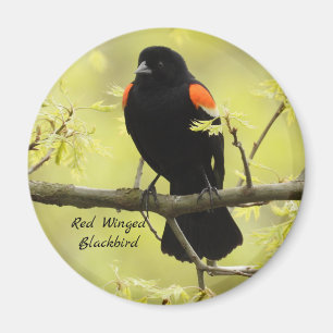 Red Winged Blackbird Magnet
