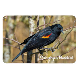 Red-winged Blackbird Magnet