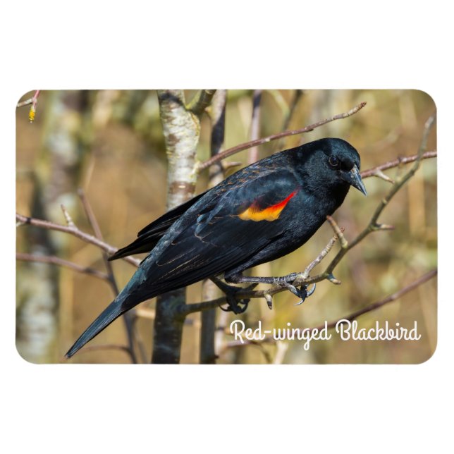 Red-winged Blackbird Magnet (Horizontal)