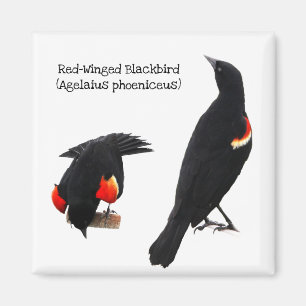 Red-Winged Blackbird Magnet