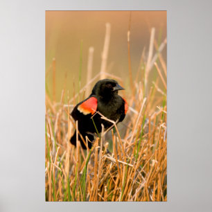 Red-winged Blackbird male singing Poster