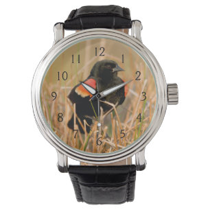 Red-winged Blackbird male singing Watch