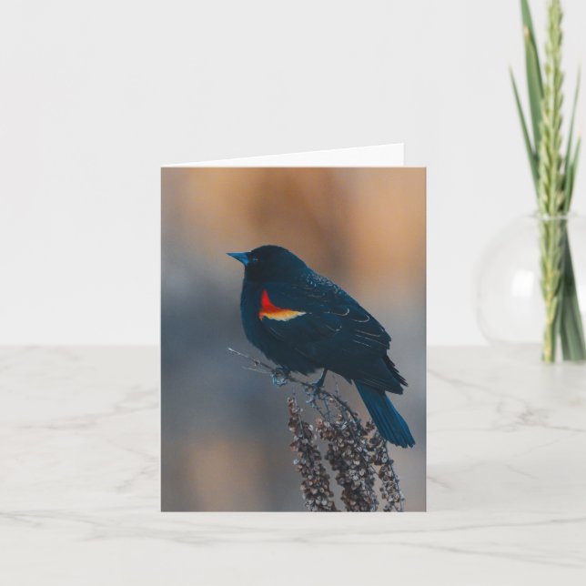 Red-winged Blackbird Note Card (Front)