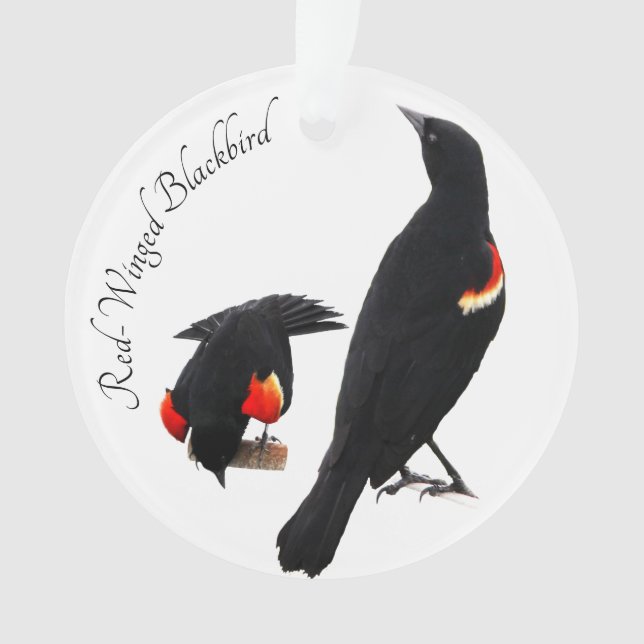 Red-Winged Blackbird Ornament (Front)