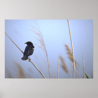 Red-winged Blackbird Photo Poster