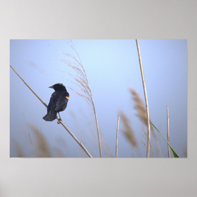 Red-winged Blackbird Photo Poster (Front)