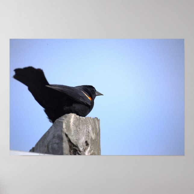 Red-winged Blackbird Photo Poster (Front)