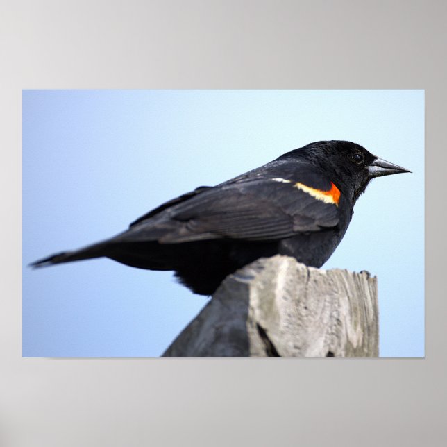 Red-winged Blackbird Photo Poster (Front)