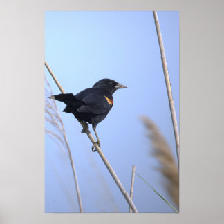 Red-winged Blackbird Photo Poster
