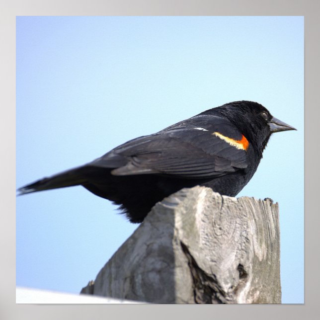 Red-winged Blackbird Photo Poster (Front)