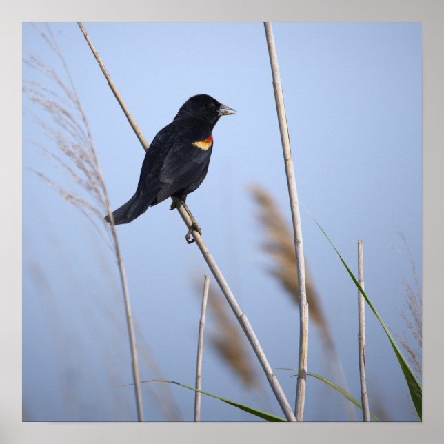 Red-winged Blackbird Photo Poster (Front)