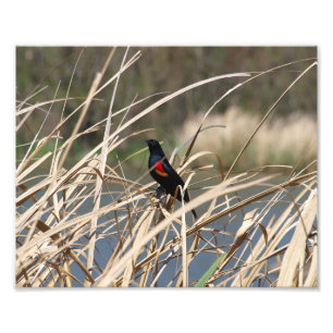 Red-Winged Blackbird Photo Print