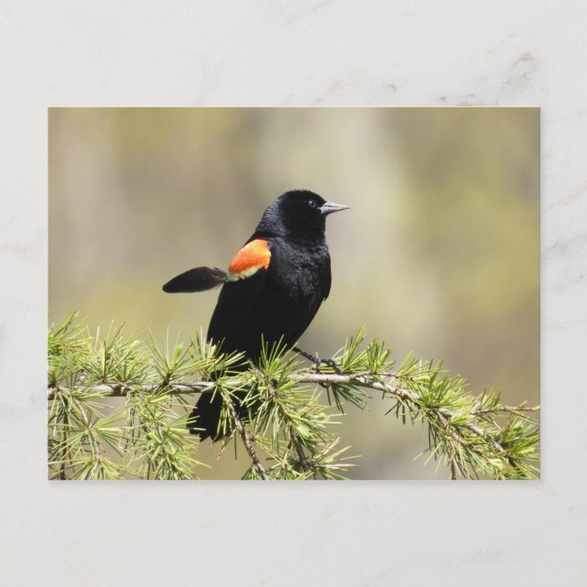 Red Winged Blackbird Postcard (Front)