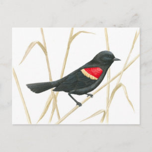 Red-Winged Blackbird Postcard