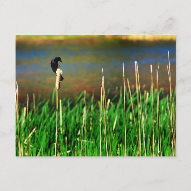 Red Winged Blackbird Postcard (Front)