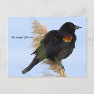 Red-winged Blackbird Postcard