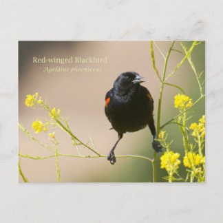 Red-winged Blackbird Postcard