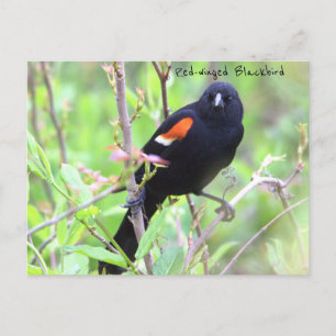 Red-winged Blackbird Postcard