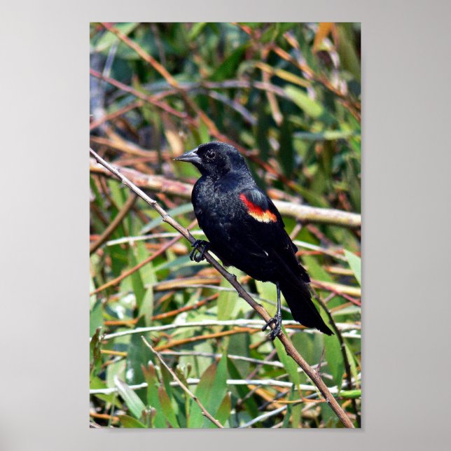 Red-winged blackbird poster (Front)