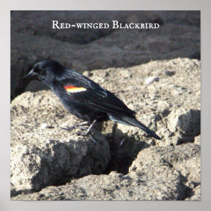 Red-winged Blackbird Poster