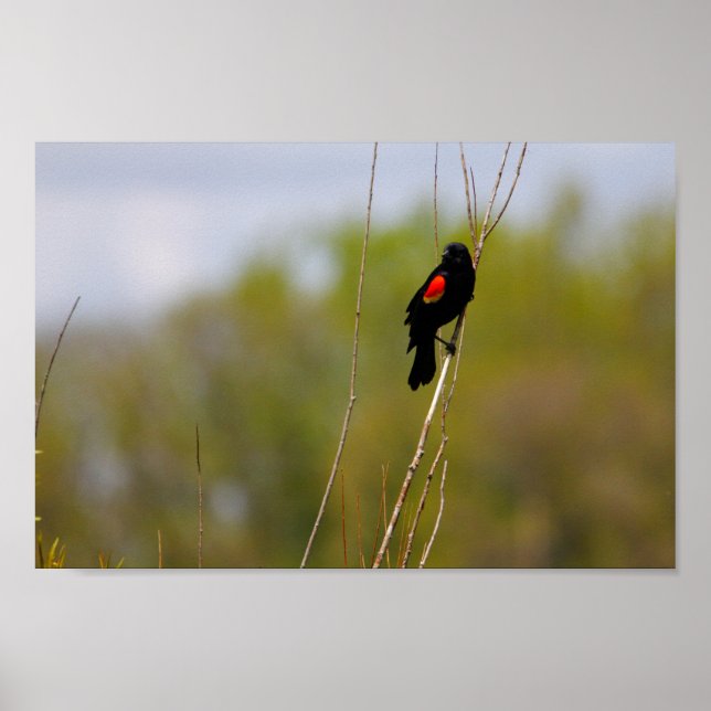 Red-winged Blackbird Poster (Front)