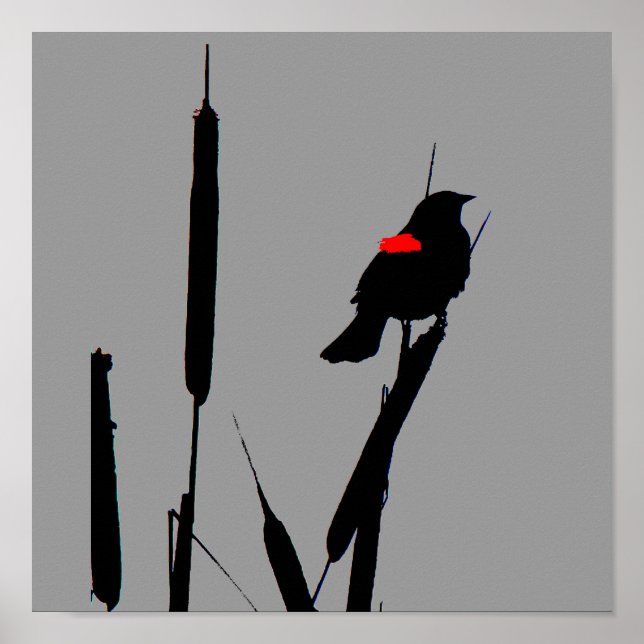 Red-winged Blackbird Poster (Front)