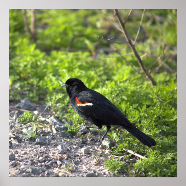 Red-winged Blackbird Poster  (Front)